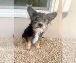 Small #12 Shih Tzu Mix