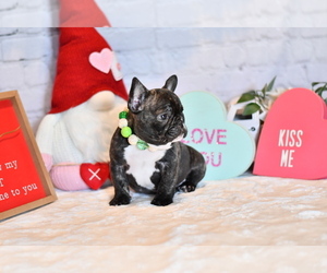 French Bulldog Puppy for sale in HOMESTEAD, FL, USA