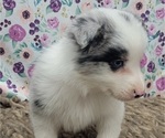 Small Photo #11 Border Collie Puppy For Sale in BLAKESBURG, IA, USA