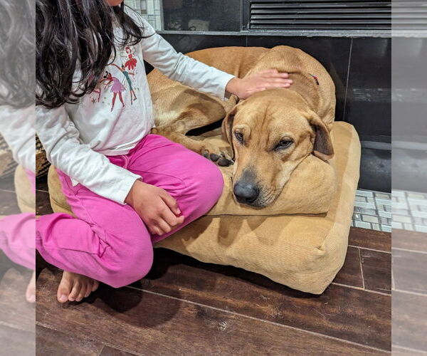 Medium Photo #10 Labrador Retriever-Unknown Mix Puppy For Sale in Columbus, IN, USA