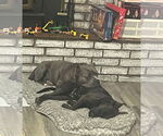 Small #3 Labrador Retriever Mix