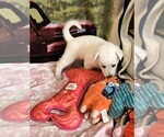 Small Photo #45 German Shepherd Dog Puppy For Sale in CECILIA, KY, USA