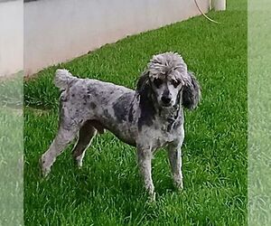 Father of the Poodle (Miniature) puppies born on 04/30/2025