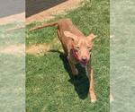 Small #1 Mutt