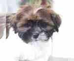 Small Photo #1 Shih Tzu Puppy For Sale in RED LION, PA, USA