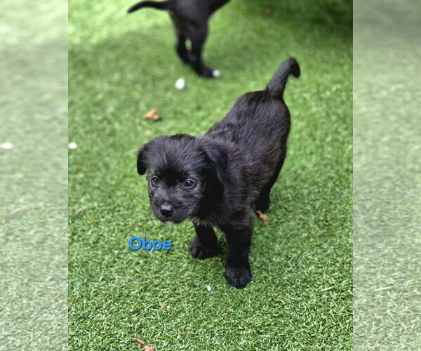 Medium Photo #2 Australian Shepherd-Border Terrier Mix Puppy For Sale in Mission Viejo, CA, USA