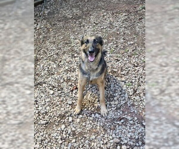 Medium Photo #3 German Shepherd Dog Puppy For Sale in Rocky Point, NC, USA