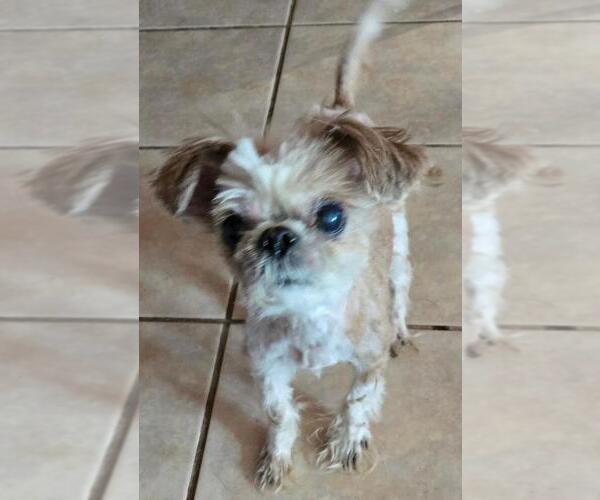 Medium Photo #1 Shih Tzu Puppy For Sale in San Antonio, TX, USA