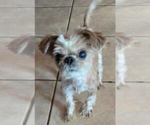 Shih Tzu Dogs for adoption in San Antonio, TX, USA