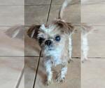 Small Shih Tzu