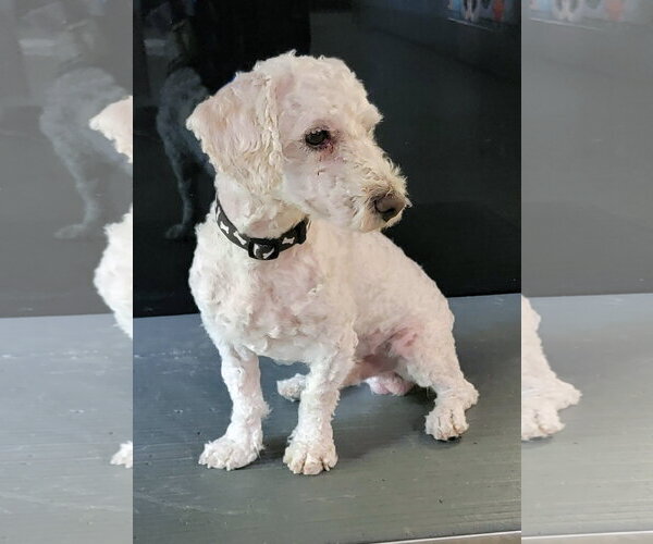 Medium Photo #2 Goldendoodle Puppy For Sale in Glendale , AZ, USA