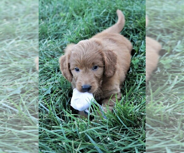 Medium Photo #13 Goldendoodle (Miniature) Puppy For Sale in SYRACUSE, IN, USA