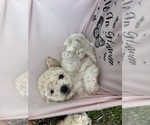Small Photo #55 Bichpoo Puppy For Sale in NORTH PORT, FL, USA