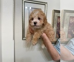 Small Photo #9 Maltese-Maltipoo Mix Puppy For Sale in ADELANTO, CA, USA