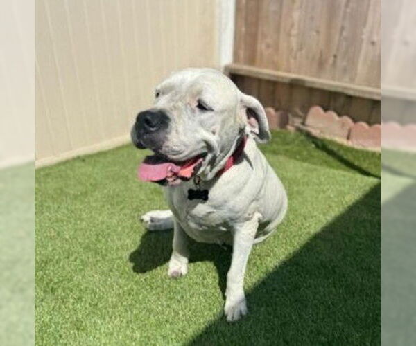Medium Photo #5 Dogo Argentino Puppy For Sale in Fallbrook, CA, USA