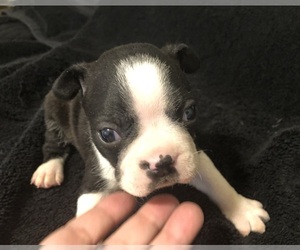 Boston Terrier Puppy for sale in MARICOPA, AZ, USA