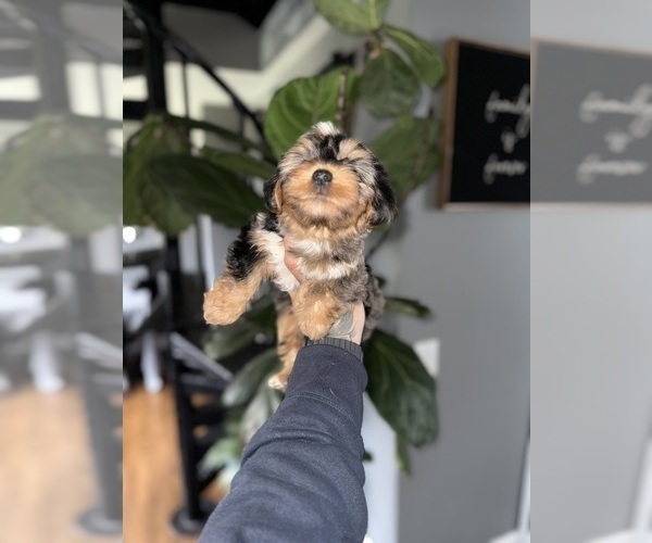 Medium Photo #8 Yorkshire Terrier Puppy For Sale in JOHNSTON, RI, USA