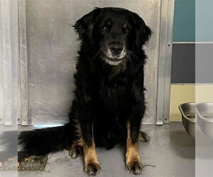Mutt Dogs for adoption in San Diego, CA, USA