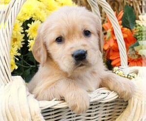Golden Irish Puppy for sale in JONES, MI, USA