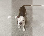 Small #17 Mutt