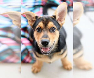 Labrador Retriever-Unknown Mix Dogs for adoption in The Woodlands, TX, USA