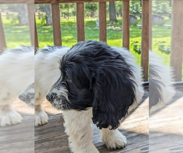 Medium Photo #6 Cockapoo-Poodle (Miniature) Mix Puppy For Sale in SALEM, MO, USA