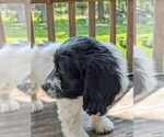 Small #5 Cockapoo-Poodle (Miniature) Mix