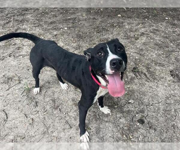 Medium Photo #2 American Pit Bull Terrier-Unknown Mix Puppy For Sale in Waco, TX, USA