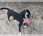 Small #1 American Pit Bull Terrier Mix
