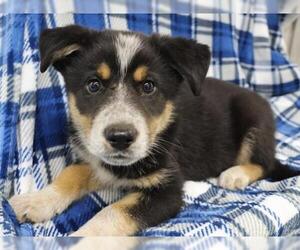 Mutt Dogs for adoption in Thief River Falls, MN, USA