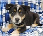 Small Mutt