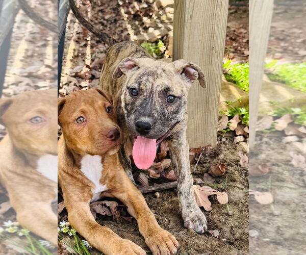 Medium Photo #7 American Pit Bull Terrier Puppy For Sale in Claremore, OK, USA