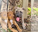 Small #6 American Pit Bull Terrier