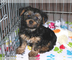 Small Photo #7 Yorkshire Terrier Puppy For Sale in ORO VALLEY, AZ, USA