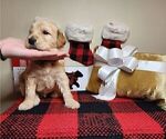 Small Photo #8 Goldendoodle Puppy For Sale in WINDER, GA, USA