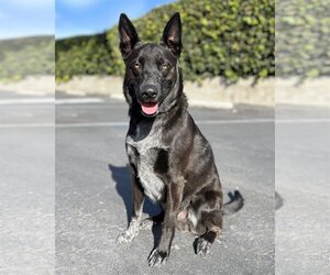 Australian Shepherd-Unknown Mix Dogs for adoption in Corona, CA, USA