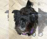 Small #1 Poodle (Miniature) Mix