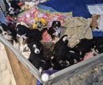 Litter of 6 - Male(s) and Female(s) BernedoodleLitter of Puppies for Sale - Small photo