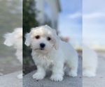Small #3 Coton de Tulear-Poodle (Toy) Mix