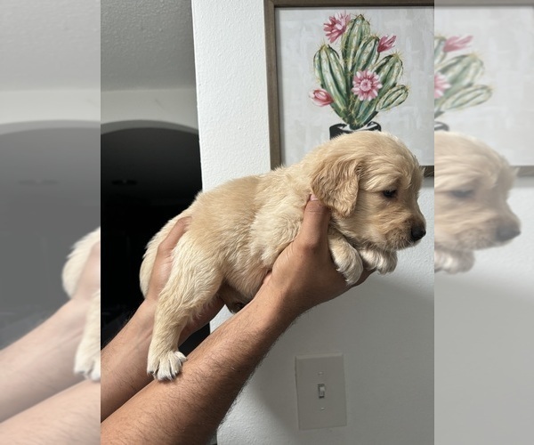 Medium Photo #3 Golden Retriever Puppy For Sale in PORT RICHEY, FL, USA
