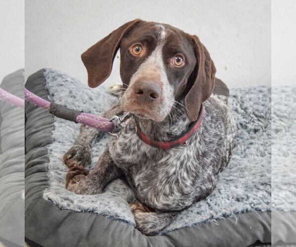 Medium Photo #4 German Shorthaired Pointer Puppy For Sale in Huntley, IL, USA
