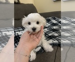Small Photo #1 Maltese Puppy For Sale in HIALEAH, FL, USA