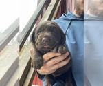 Small #24 Labrador Retriever