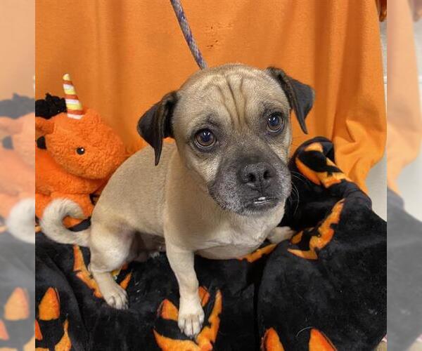 Medium Photo #1 Pug-Unknown Mix Puppy For Sale in Modesto, CA, USA