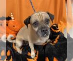 A615363 - Male Pug-Unknown Mix Dog for Adoption - Small photo