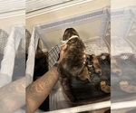 Small Photo #40 Cane Corso-Saint Bernard Mix Puppy For Sale in LIVERMORE, CA, USA