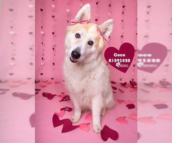 Medium Photo #4 Siberian Husky-Unknown Mix Puppy For Sale in Riverside, CA, USA