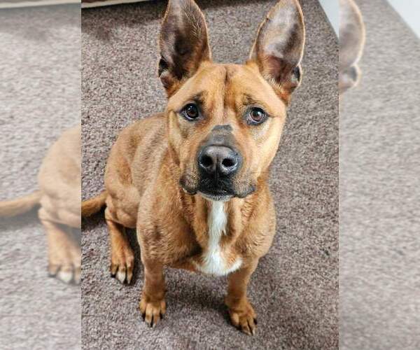 Medium Photo #8 American Pit Bull Terrier-German Shepherd Dog Mix Puppy For Sale in Lockport, NY, USA