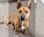 Small #7 American Pit Bull Terrier-German Shepherd Dog Mix