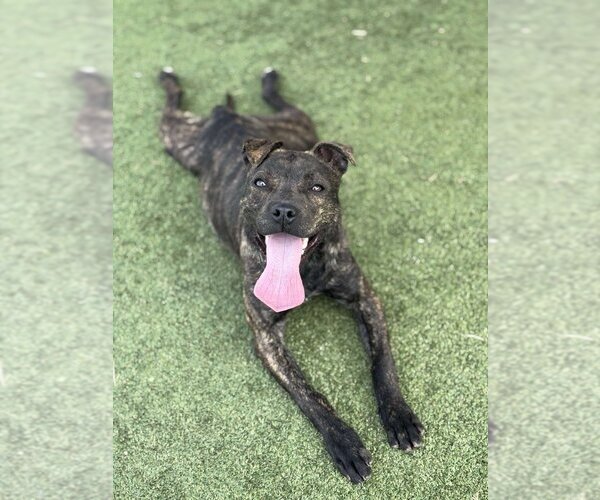 Medium Photo #2 Boston Terrier-Unknown Mix Puppy For Sale in Godfrey, IL, USA